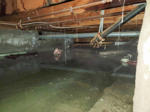 Best Ceiling water damage repair  in Shady Shores, TX